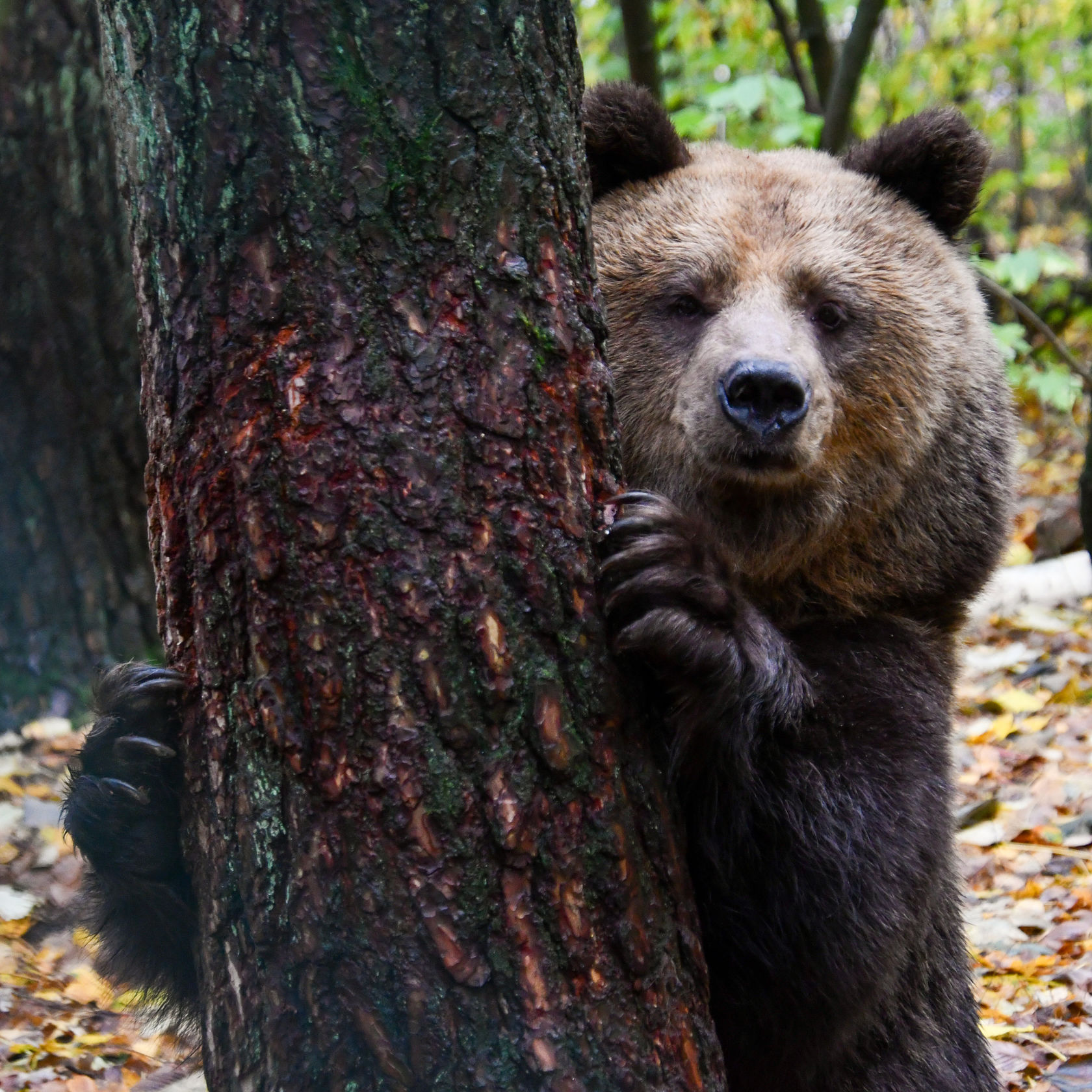 BEAR SANCTUARY Müritz - FOUR PAWS in US - Global Animal Protection  Organization