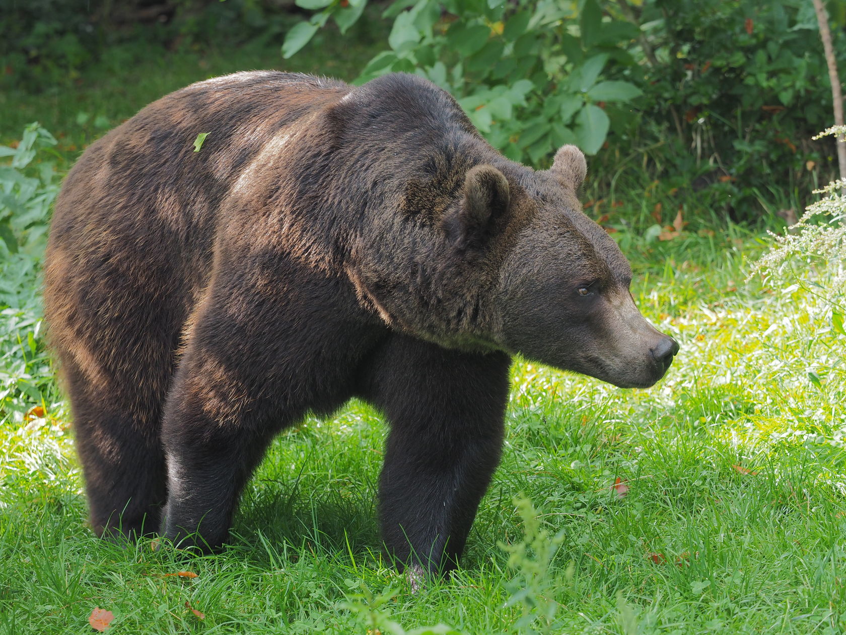 Information about bears - FOUR PAWS International - Animal Welfare