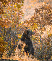 Ari (Brown Bear, Kosovo)