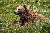 Hana (Brown Bear, Kosovo)