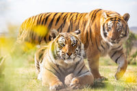 Shevar and Sharukh (Tigers, South Africa)